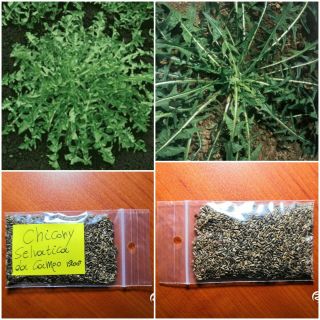 Chicory  Selvatica Da Campo  1200,  Top Quality Seeds - Rare Heirloom - Bulk