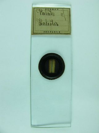 Antique Microscope Slide By Norman.  " Palate Of Haliotis ".  (dry Mount).