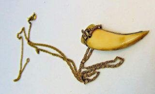 Antique Raj Animal Claw Pendant On Rolled Gold Chain - Has Many Issues