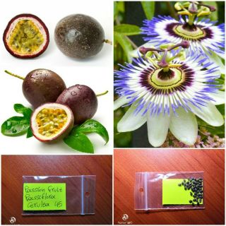 Passion Fruit  Passiflora Cerulea  45 Top Quality Seeds - Rare Exotic Fruit