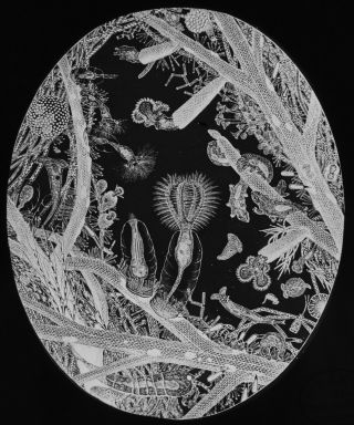 Antique Magic Lantern Slide Microscope Illustration C1910 C Baker High Holborn