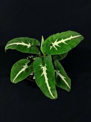 Syngonium Rayii,  Rare Aroid,  Velvety Leaves,  Philodendron 