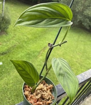 Monstera Lechleriana - Rare Aroid - Not Philodendron Anthurium
