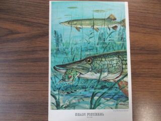Vintage Garcia Michell 300 Fishing Rod / Reel & Pike Print Ad