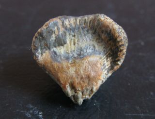 And Rare Devonian Brachiopod.  Chlupacitoechia Intermedia.  Nºff80