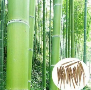 Rare Fresh Green Bamboo Seeds 20pcs