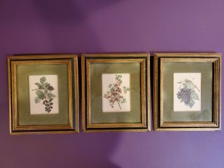 Vintage Trio Of Carlos Von Riefel Botanical Prints And Framed By Fleck Brothers