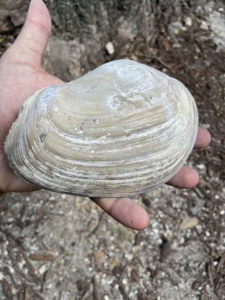 Spectacular Rare Florida Fossil Geoduck Gooey Duck Clam Bivalve