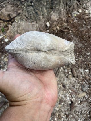 Spectacular Rare Florida Fossil Geoduck Gooey Duck Clam Bivalve 2