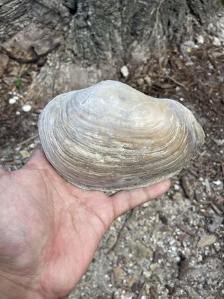 Spectacular Rare Florida Fossil Geoduck Gooey Duck Clam Bivalve 3