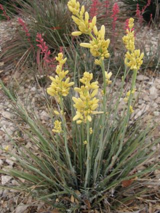Yellow Flower,  Golden Texas Yucca " Rare " Hesperaloe Parviflora - (30 Seeds) 018b