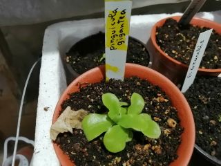 Pinguicula Gigantea,  10 Seeds Plant Carnivorous Rares Carnivorous