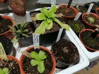 Pinguicula Gigantea,  10 seeds Plant Carnivorous rares carnivorous 2
