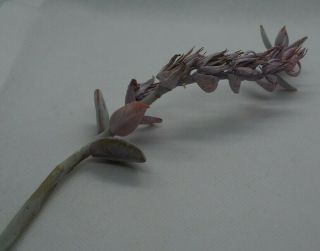 Echeveria Lauii 100,  Seeds - Rare Succulent 3