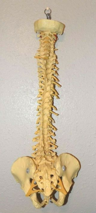 Rare Vintage Spinal Cord Spine Anatomical Anatomy Medical Model Posable Bendable