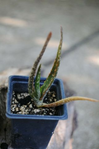 Aloe Microstigma Cape Speckled Aloe Salm - Dyck Aloe Rare Rooted Succulent Housepl