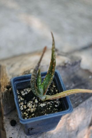 Aloe Microstigma Cape Speckled Aloe Salm - Dyck Aloe Rare Rooted Succulent Housepl 2
