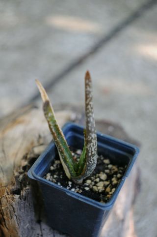 Aloe Microstigma Cape Speckled Aloe Salm - Dyck Aloe Rare Rooted Succulent Housepl 3