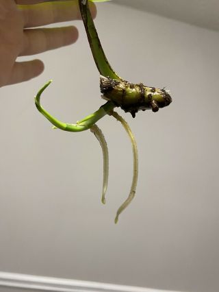 RARE Rooted Variegated Monstera Borsigiana “golden” 2