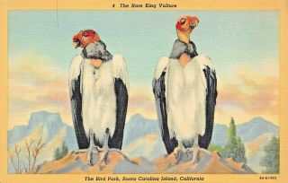 Santa Catalina Island Ca The Bird Park The Rare King Vulture 1938 Postcard