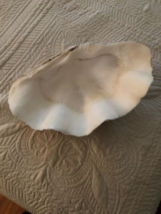 Vtg Medium Giant Natural Clam Shell Tridacna Gigas Seashell Rare 10 Lbs 12”x7.  5”
