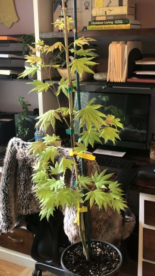 Rare Acer Shirasawanum ‘Autumn Moon’ Japanese Maple Tree 3 Yr.  1 Gal. 3