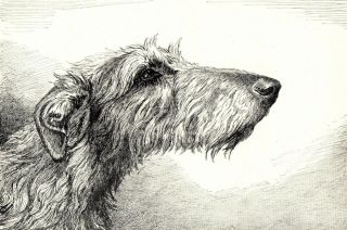1930s Antique Deerhound Dog Print Ernest Chapman Deerhound Dog Art Print 3860q