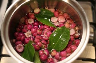 Rare Fruits Acmena Smithii Var.  ´big Fruit´ - Lilly Pilly Water Cherry 3 Seeds
