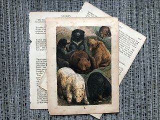 Antique Animal Prints Bears Antique Book Pages Buffon 