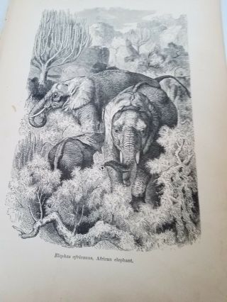 John Kinsley.  1884 African Elephant.  Antique Book Print,  Africa.  Old Paper.