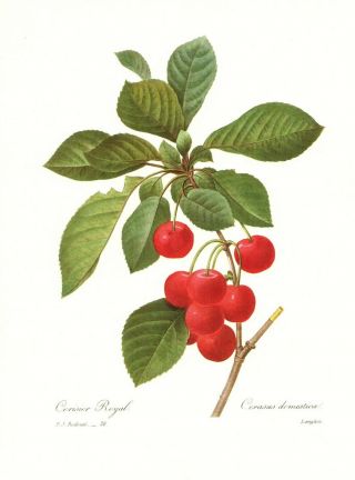 Vintage Cherries Fruit Botanical Print Antique Redoute Fruit Art Print Pjr 3489