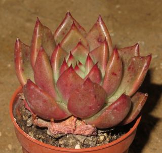 Echeveria Agavoides Cv Red Light Rare Ebony Succulent Plant Aztekium L
