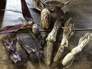 Best 8 Ears Home Grown Fully Dried Rare Pod Corn Muted Browns Plums Grungy Aafa
