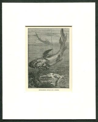1887 Antique Print Of Deep Sea Diving Diver Battling A Shark