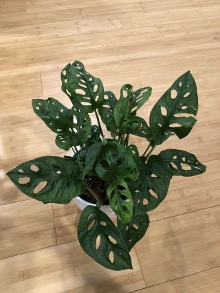 Monstera Adansonii,  Monstera Plant Swiss Cheese Philodendron 6” Pot Rare Large 6