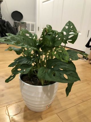 Monstera Adansonii,  Monstera Plant Swiss Cheese Philodendron 6” POT RARE LARGE 6 2