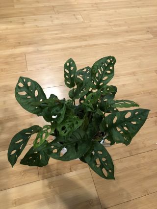 Monstera Adansonii,  Monstera Plant Swiss Cheese Philodendron 6” POT RARE LARGE 6 3