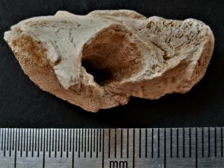 19 Devonian Armor (placoderms) Fish Fragment,  Part Flipper Bone.  Rare