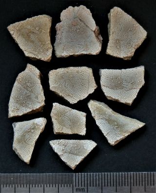 17 Devonian Armor (placoderms) Fish Fragment.  Rare