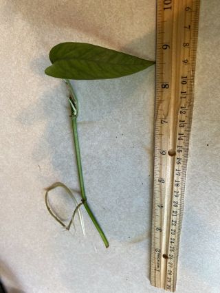Rare Pothos Epipremnum Pinnatum ‘cebu Blue’ Rooted Cutting House Plant