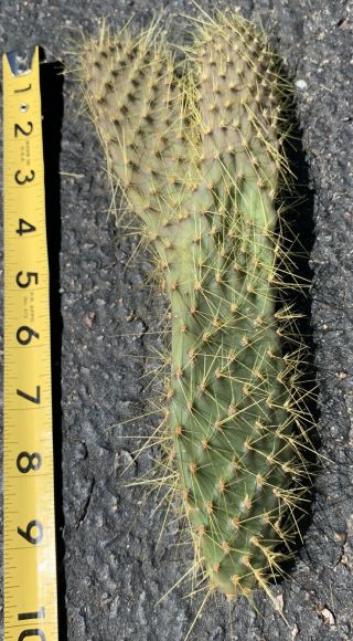 Opuntia Galapageia Var.  Myriacantha Extremely Rare Galapagos Cactus - Mutant