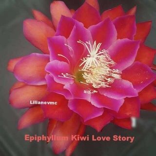 Epiphyllum Orchid Cactus Kiwi Love Story Cutting,  Rare