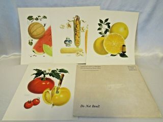 Vintage 1950s Mid Century Farmhouse - Pertchik Art Prints Set Of 4 Fruit 9 " X 10