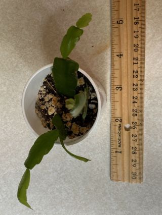 Christmas Cactus Schlumbergera Buckleyi Old Fashioned Rare Small Plant