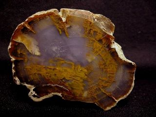 Rw " Petrified Wood Limb " From Grassy Mt.  Rare Collectors Item