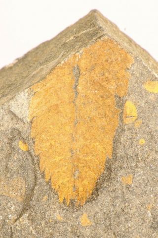 M023 - Top Rare Soft Bodied Ordovician Plumulites Machaeridian Annelid Ktaoua Fm