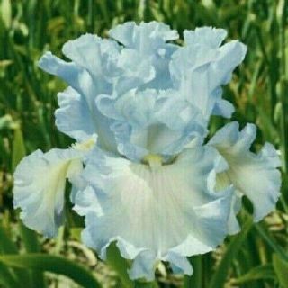 Perennial Resistant Bearded Iris 2 Bulbs Fragrant Rare Flower Beautifying Bonsai