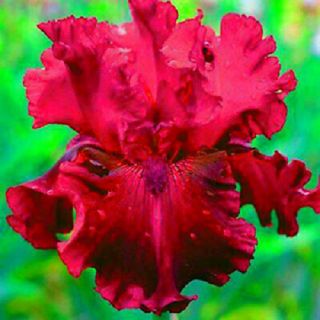 2 Iris Bulbs Flower Perennial Hardy Rare Fragrant Stunning Gift Bonsai Plants