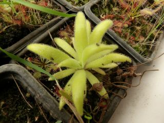 Pinguicula Ciclosepta,  10 Seeds Plant Carnivorous Rares Carnivorous