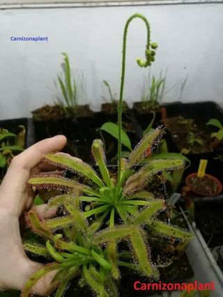 Drosera Capensis Rare Flower Hercules 10 Seeds Plant Carnivorous Fresh June 2020